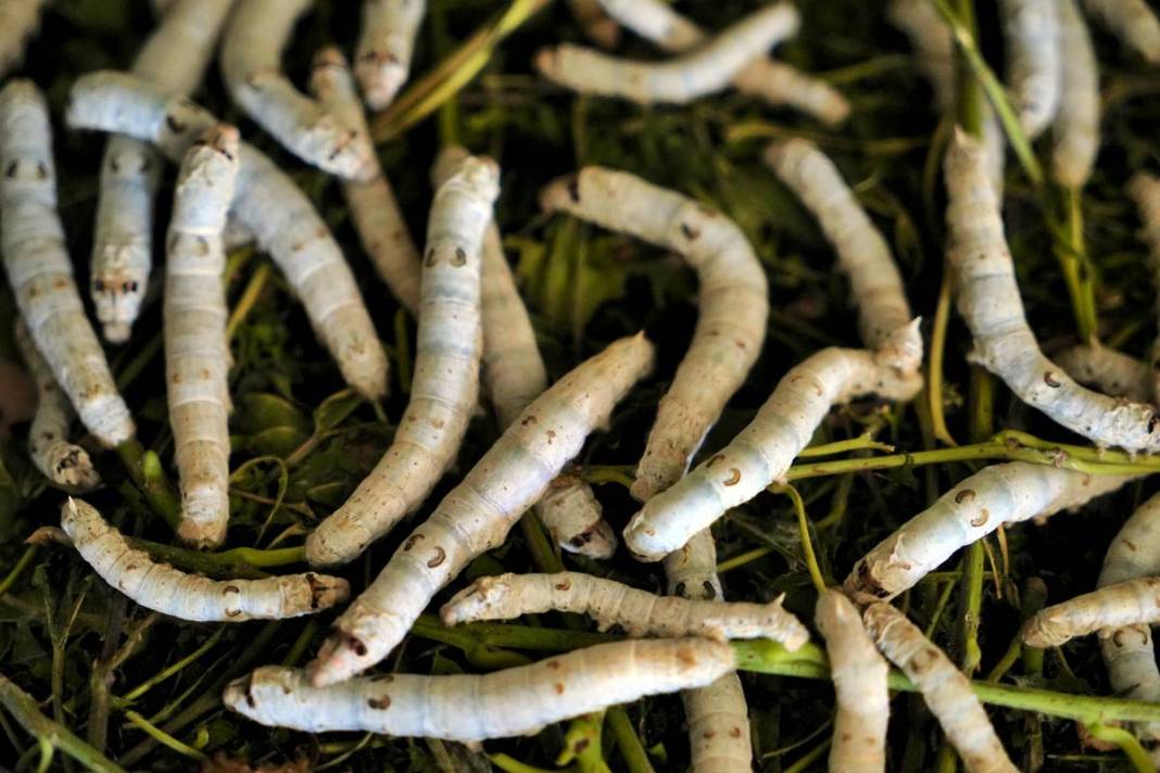 Yeni bir gelir kapısı: 50 günde binlerce lira kazanma fırsatı! Devletten alım garantisi var 8